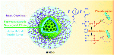 Graphical abstract: Complementary multiple hydrogen-bond-based magnetic composite microspheres for high coverage and efficient phosphopeptide enrichment in bio-samples