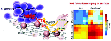 Graphical abstract: Biocide mechanism of highly efficient and stable antimicrobial surfaces based on zinc oxide–reduced graphene oxide photocatalytic coatings