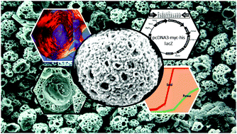 Graphical abstract: Specifiable biomimetic microsponges for timed release of crystal entrapped biomolecules useful in bone repair