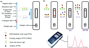 Graphical abstract: Rapid quantitative determination of fentanyl in human urine and serum using a gold-based immunochromatographic strip sensor