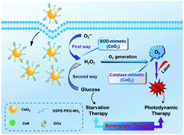 Graphical abstract: Dual-path modulation of hydrogen peroxide to ameliorate hypoxia for enhancing photodynamic/starvation synergistic therapy