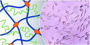 Graphical abstract: Material properties of disulfide-crosslinked hyaluronic acid hydrogels influence prostate cancer cell growth and metabolism