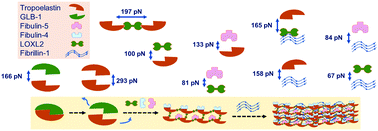 Graphical abstract: Insights into the biophysical forces between proteins involved in elastic fiber assembly