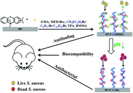 Graphical abstract: pH responsive zwitterionic-to-cationic transition for safe self-defensive antibacterial application