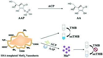 Graphical abstract: Human serum albumin templated MnO2 nanosheets as an efficient biomimetic oxidase for biomolecule sensing