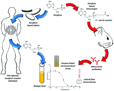 Graphical abstract: Monoclonal antibodies with subnanomolar affinity to tenofovir for monitoring adherence to antiretroviral therapies: from hapten synthesis to prototype development