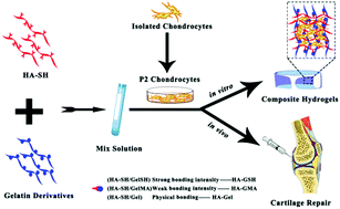 Graphical abstract: Effects of the bonding intensity between hyaluronan and gelatin on chondrogenic phenotypic maintenance