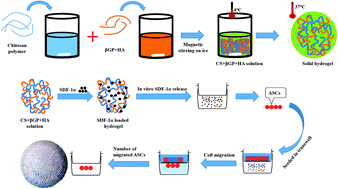 Graphical abstract: In vitro study of SDF-1α-loaded injectable and thermally responsive hydrogels for adipose stem cell therapy by SDF-1/CXCR4 axis