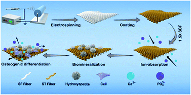 Graphical abstract: A facile strategy to construct silk fibroin based GTR membranes with appropriate mechanical performance and enhanced osteogenic capacity