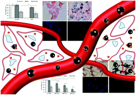 Graphical abstract: In vitro exploration of the synergistic effect of alternating magnetic field mediated thermo–chemotherapy with doxorubicin loaded dual pH- and thermo-responsive magnetic nanocomposite carriers