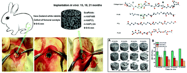 Graphical abstract: The ultralong-term comparison of osteogenic behavior of three scaffolds with different matrices and degradability between one and two years