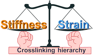 Graphical abstract: Mussel byssus cuticle-inspired ultrastiff and stretchable triple-crosslinked hydrogels