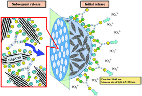 Graphical abstract: Local administration and enhanced release of bone metabolic antibodies from hydroxyapatite/chondroitin sulfate nanocomposite microparticles using zinc cations