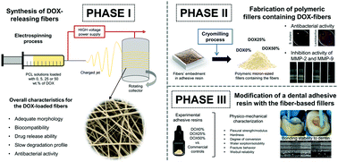 Graphical abstract: Development of an antibacterial and anti-metalloproteinase dental adhesive for long-lasting resin composite restorations