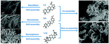 Graphical abstract: A directed co-assembly of herbal small molecules into carrier-free nanodrugs for enhanced synergistic antitumor efficacy