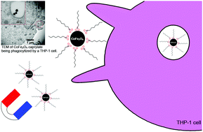 Graphical abstract: Non-hydrolytic synthesis of caprylate capped cobalt ferrite nanoparticles and their application against Erwinia carotovora and Stenotrophomonas maltophilia