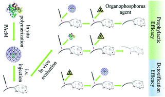 Graphical abstract: Butyrylcholinesterase nanodepots with enhanced prophylactic and therapeutic performance for acute organophosphorus poisoning management