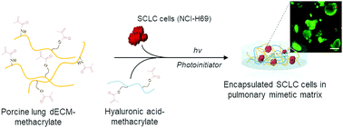 Graphical abstract: Pulmonary tissue-mimetic hydrogel niches for small cell lung cancer cell culture