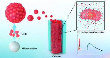 Graphical abstract: Cell-based 3D bionic screening by mimicking the drug–receptor interaction environment in vivo