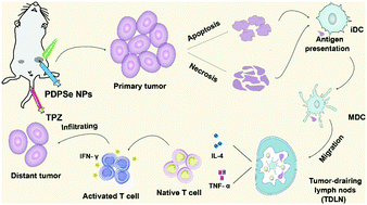 Graphical abstract: Immune remodeling triggered by photothermal therapy with semiconducting polymer nanoparticles in combination with chemotherapy to inhibit metastatic cancers