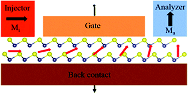 Graphical abstract: Manipulation of the Rashba effect in layered tellurides MTe (M = Ge, Sn, Pb)