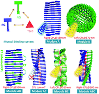 Graphical abstract: A ternary modular molecular co-assembly with flexibly tailored chiroptical properties