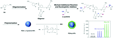 Graphical abstract: A novel l-cysteine regulated polydopamine nanoparticle-based electrochemiluminescence image application