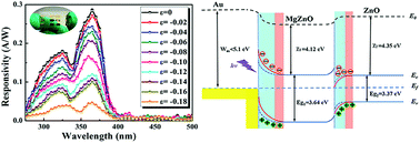 Graphical abstract: Performance modulation of a MgZnO/ZnO heterojunction flexible UV photodetector by the piezophototronic effect