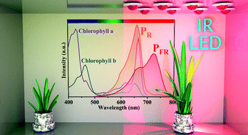 Graphical abstract: Ultra-high-efficiency near-infrared Ga2O3:Cr3+ phosphor and controlling of phytochrome