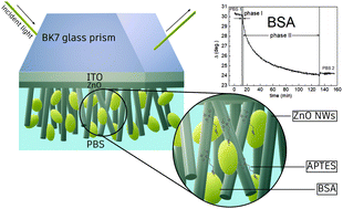 Graphical abstract: Total internal reflection ellipsometry for kinetics-based assessment of bovine serum albumin immobilization on ZnO nanowires
