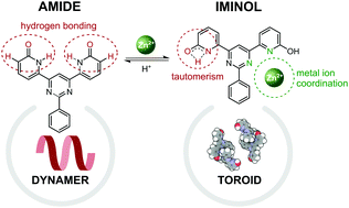 Graphical abstract: Influencing prototropy by metal ion coordination: supramolecular transformation of a dynamer into a Zn-based toroidal species
