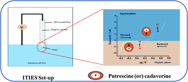 Graphical abstract: Electrified liquid–liquid interface as an electrochemical tool for the sensing of putrescine and cadaverine