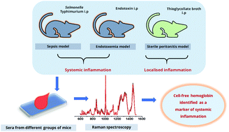 Graphical abstract: Cell-free hemoglobin is a marker of systemic inflammation in mouse models of sepsis: a Raman spectroscopic study