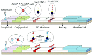 Graphical abstract: A lateral flow strip for on-site detection of tobramycin based on dual-functional platinum-decorated gold nanoparticles