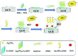 Graphical abstract: An electrochemiluminescence aptasensor for diethylstilbestrol assay based on resonance energy transfer between Ag3PO4-Cu-MOF(ii) and silver nanoparticles