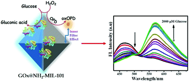 Graphical abstract: Glucose oxidase decorated fluorescent metal–organic frameworks as biomimetic cascade nanozymes for glucose detection through the inner filter effect