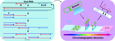 Graphical abstract: Tri-primer-enhanced strand exchange amplification combined with rapid lateral flow fluorescence immunoassay to detect SARS-CoV-2