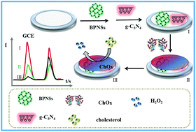 Graphical abstract: Dual-potential electrochemiluminescence from black phosphorus and graphitic carbon nitrides for label-free enzymatic biosensing