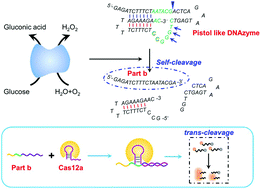 Graphical abstract: Ultrasensitive glucose detection from tears and saliva through integrating a glucose oxidase-coupled DNAzyme and CRISPR–Cas12a