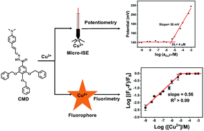 Graphical abstract: Multifunctional dendritic molecular probe for selective detection of Cu2+ ions using potentiometric and fluorometric techniques