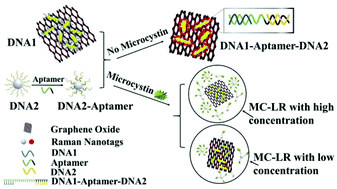 Graphical abstract: Assembling of anisotropic plasmonic sheet-core-satellites for simultaneous ultrasensitive detection of MC-LR toxin