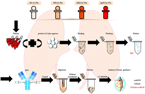 Graphical abstract: Systems analysis of plasma IgG intact N-glycopeptides from patients with chronic kidney diseases via EThcD-sceHCD-MS/MS