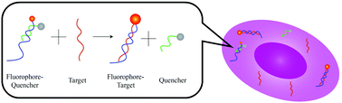 Graphical abstract: Optimizing locked nucleic acid modification in double-stranded biosensors for live single cell analysis