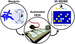 Graphical abstract: Bacterial growth monitored by two-dimensional tandem mass spectrometry