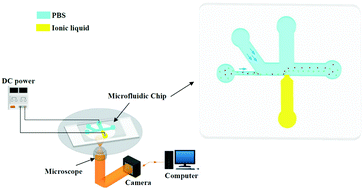 Graphical abstract: Conductivity-difference-enhanced DC dielectrophoretic particle separation in a microfluidic chip