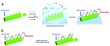 Graphical abstract: Single polymeric microfiber waveguide platform for sensitive detection and discrimination of DNA methylation