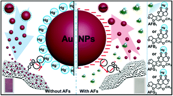 Graphical abstract: A controllable staining colorimetric method based on carboxylated cellulose membranes for early-warning and semi-quantitative detection of aflatoxins in water