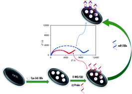 Graphical abstract: Femtomolar determination of an ovarian cancer biomarker (miR-200a) in blood plasma using a label free electrochemical biosensor based on l-cysteine functionalized ZnS quantum dots