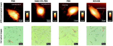 Graphical abstract: The influence of different liquid environments on the atomic force microscopy detection of living bEnd.3 cells