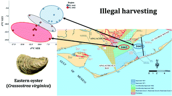 Graphical abstract: Origin determination of the Eastern oyster (Crassostrea virginica) using a combination of whole-body compound-specific isotope analysis and heavy metal analysis